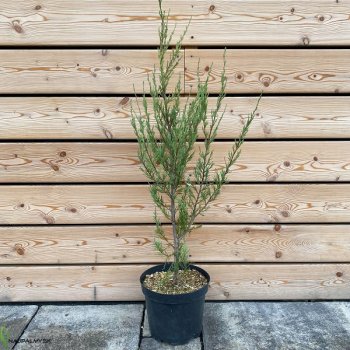 Juniperus Virginiana, Borievka viržínska ´BLUE ARROW´ kont. C5L, šírka: 70-100 cm (-34°C)